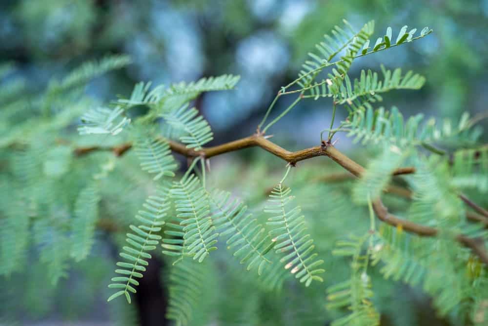 Chilean-Mesquite-Tree